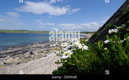 Geruchlos Mayweed (Tripleurospermum Maritimum) wächst in seinem typischen Lebensraum von einem steinigen und sandigen Strand in einer geschützten Bucht Stockfoto