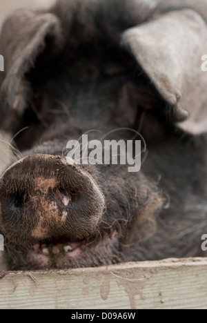 Nahaufnahme von Schweine-Kopf, schwarze und weiße Schnauze, Blick durch den Zaun Stockfoto