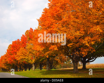 Eine lange Reihe von Bäumen direkt an einer Straße anzeigen lebendige orange Laub an einem hellen Tag im Herbst A getrocknet Kornfeld steht in der Stockfoto