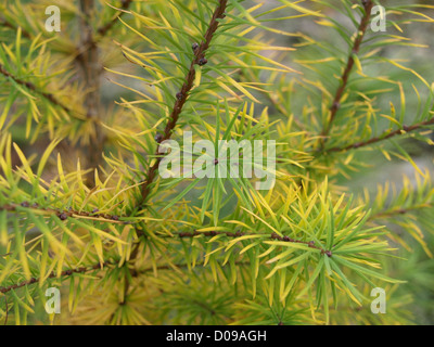 Lärche in herbstlichen Farben / Lärche in Herbstlichen Farben Stockfoto