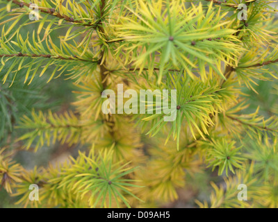 Lärche in herbstlichen Farben / Lärche in Herbstlichen Farben Stockfoto