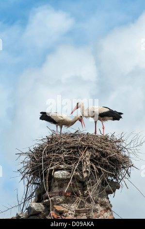 Paar Weißstörche (Ciconia Ciconia) auf dem Nest, Izmir Province, Ägäis, Türkei Stockfoto