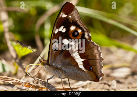 Lila Kaiser Schmetterling (Apatura Iris) trinken im feuchten Schlamm Patch, Nahaufnahme Stockfoto