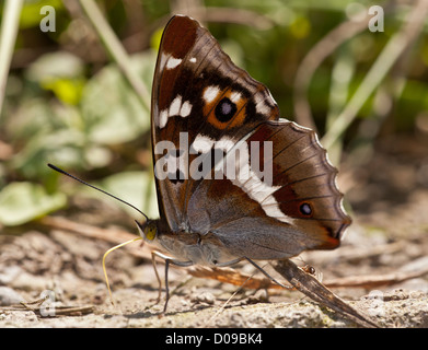 Lila Kaiser Schmetterling (Apatura Iris) trinken im feuchten Schlamm Patch, Nahaufnahme Stockfoto