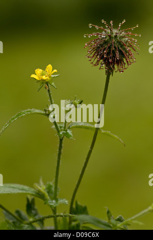 Holz-Avens (Geum Urbanum) in Blüte und Frucht, close-up Stockfoto