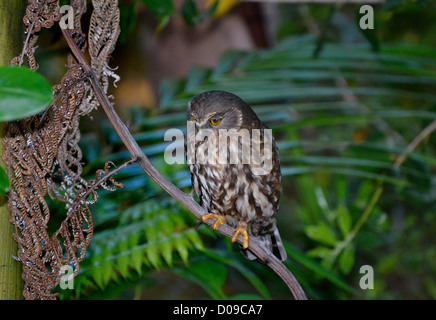 Die Morepork - Tasmanische Spotted Owl oder südlichen existiert, eine kleine braune Eule gefunden in Neuseeland und Australien Stockfoto