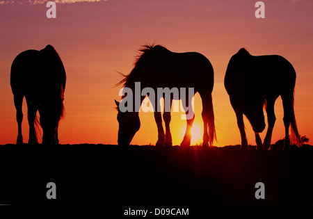 Drei schöne Camargue-Pferde friedlich im frühen Morgenlicht Silhouette Stockfoto