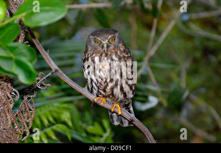 Die Morepork - Tasmanische Spotted Owl oder südlichen existiert, eine kleine braune Eule gefunden in Neuseeland und Australien Stockfoto