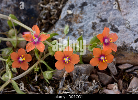 Scarlet Pimpernel (Anagallis Arvensis) close-up, in Blüte, Beere Kopf, Devon, England, UK Stockfoto