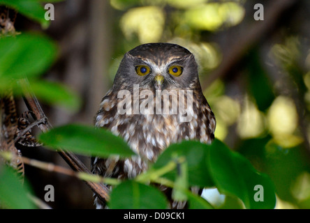 Die Morepork - Tasmanische Spotted Owl oder südlichen existiert, eine kleine braune Eule gefunden in Neuseeland und Australien Stockfoto