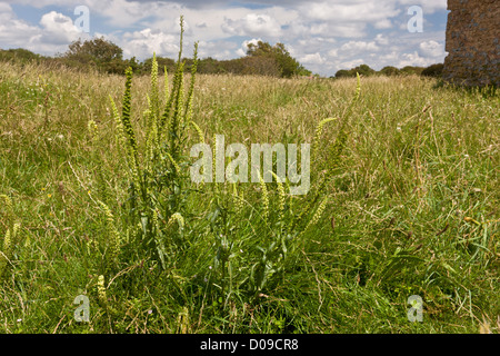 Schweißen Sie (Reseda Luteola) in Blüte auf Berry Kopf NNR Torbay, Devon, England, UK Stockfoto