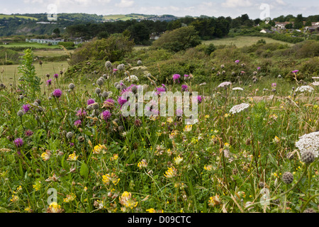 Blumige Klippen am südwestlichen Ende des Berry Kopf NNR Torbay, Devon, Wilde Möhre, größere Flockenblume und Niere Wicke Stockfoto