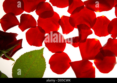 Rote Rosenblüten Knospe und Sparsed in der Nähe ist Stockfoto