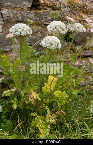 Wilde Möhre (Daucus Carota SSP. Gummifer) auf den Klippen am Berry Kopf, Devon, England, UK. In Form, bekannt als "Meer Karotte". Stockfoto