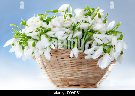 Schneeglöckchen im Korb Stockfoto