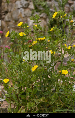 Borstig-Ochsenzunge (Helminthotheca Echioides) in Blüte. Devon, England, Vereinigtes Königreich Stockfoto