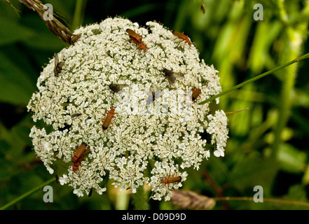 Wilde Möhre (Daucus Carota) zieht reichliche Insekten, wie fliegen und Weichkäfer, close-up, Berry Kopf, Devon, UK Stockfoto