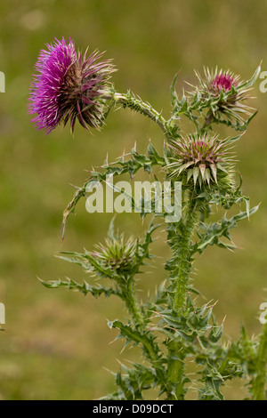 Moschus Distel (oder nickenden Distel), Blütenstandsboden Nutans auf Berry Kopf NNR Torbay, Devon. Stockfoto