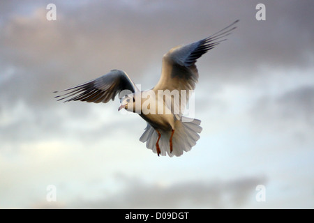 Lachmöwe Stockfoto