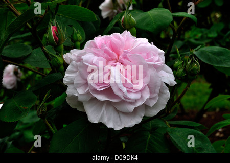 % Erhöhte Blätter oder Kohl-Rose (Rosa X centifolia), Sorte: 'Fantin Latour', altrosa im Juni. Pays De La Loire, Frankreich. Stockfoto