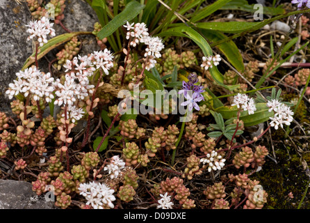 Cliff Top Revier mit Weiße Fetthenne (Sedum Album) und Herbst-Blaustern (Scilla Autumnalis) Beere Kopf NNR Torbay, Devon, England Stockfoto