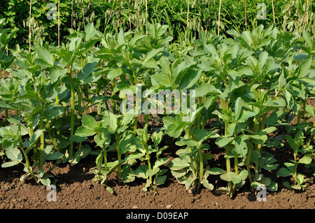 Gemüsebeet von fava Bohnen oder Puffbohnen (Vicia faba), Sorte: Éville', in einem Gemüsegarten, im Mai. Stockfoto