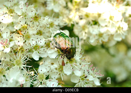 Rose Chafer (Cetonia Aurata) thront auf Strauch in voller Blüte (Spiraea X vanhouttei). Stockfoto