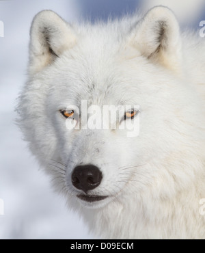 Weiß Alpha männliche Polarwolf Porträt im Winter. Stockfoto