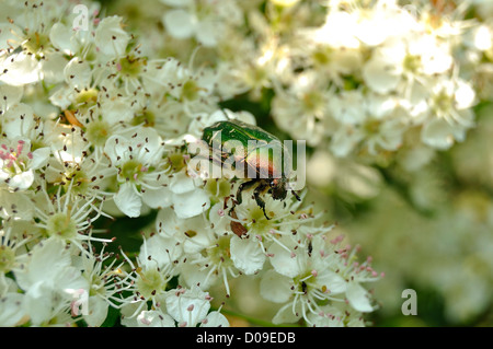 Rose Chafer (Cetonia Aurata) thront auf Strauch in voller Blüte (Spiraea X vanhouttei), in einem Garten. Stockfoto