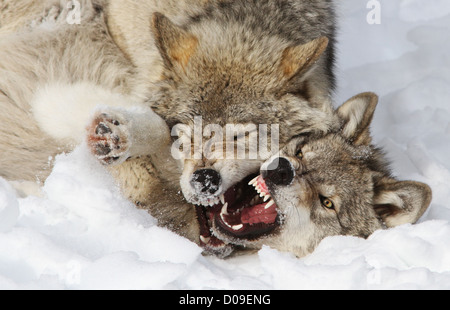 Timber Wölfe kämpfen im winter Stockfoto