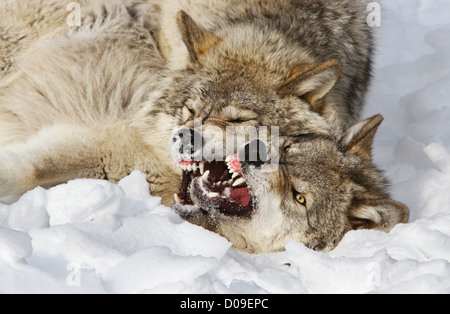 Timber Wölfe kämpfen im winter Stockfoto