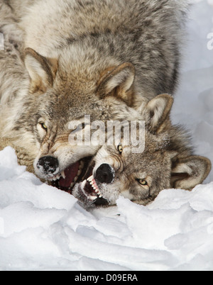 Zwei Männer kämpfen Timber Wölfe im Schnee Stockfoto