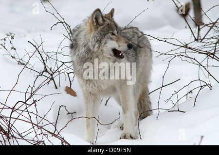 Alpha Männchen Timberwolf im Winter. Stockfoto