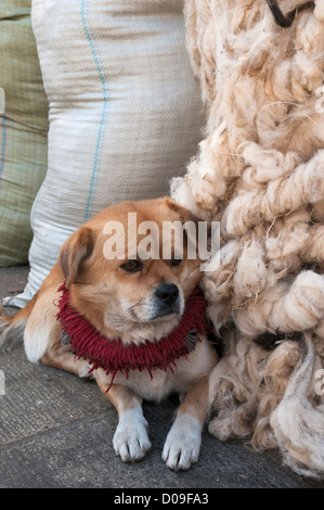 Tibet-Dogge Welpen mit traditionellen roten Tuch Kragen erwartet Besitzer neben Ballen aus Schafwolle am Straßenmarkt, Lhasa, Tibet Stockfoto