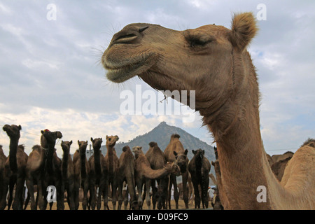 Kamel auf der Pushkar Kamel Messe in Rajasthan Indien.  Kamel gehandelt werden, um das jährliche Pushkar Ke Mela Vieh Messe und festival Stockfoto