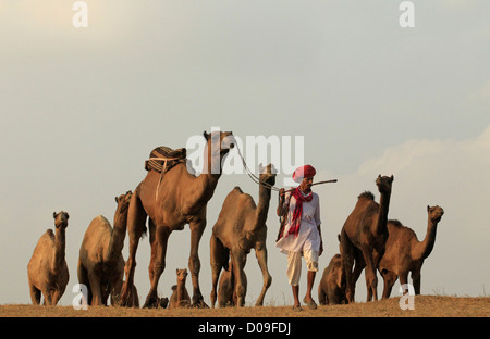 Eigentümer oder Herder geht mit seinen Kamelen auf der Pushkar Camel Fair in Rajasthan Indien. An der jährlichen Mela werden Vieh gehandelt. Stockfoto