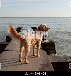 Eine Golden Doodle steht Problemfälle auf einer Mole im Lake Michigan im Licht frühen Morgens. Stockfoto