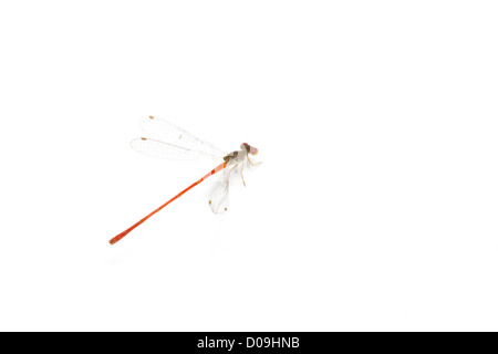 Kleine bunte Libelle isoliert auf weißem Hintergrund. Stockfoto