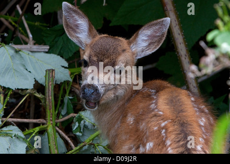 Schwarz - Tailed Hirsche (Odocoileus Hemionus Columbianus) fawn Nahaufnahme & Mund offen in Nanaimo, Vancouver Island, BC, Kanada im Juli Stockfoto