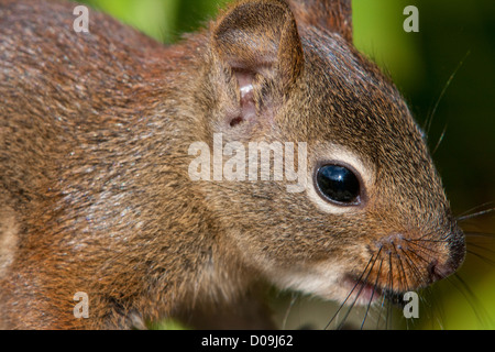 Eine junge amerikanische Rotes Eichhörnchen (Tamiasciurus Hudsonicus) Nahaufnahme in Nanaimo, Vancouver Island, BC, Kanada im Juli Stockfoto