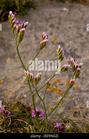 Ein endemischer Strandflieder (Limonium Procerum SSP. Devoniense) auf Kalkstein Felsen bei Berry Kopf, Devon, England, UK Stockfoto