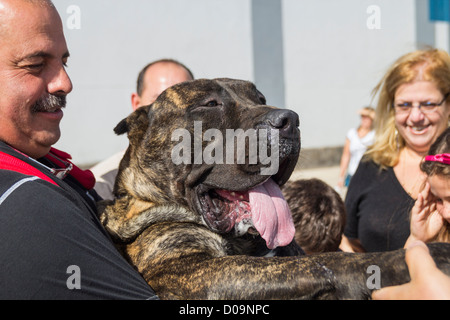 85 kilo Perro de Presa Canario bei Dog show auf den Kanarischen Inseln, Spanien Stockfoto