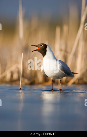 Lachmöwe vocalizing Stockfoto