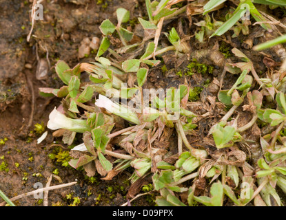 Vogels-Fuß Klee (Trifolium Ornithopodioides) close-up, in kurzen Rasen auf Berry Kopf, Devon, England, UK Stockfoto