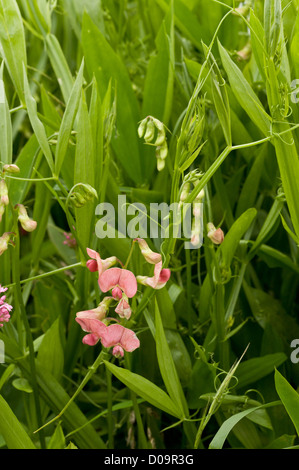 Narrow-leaved Everlasting Pea (Lathyrus Sylvestris) in native Website auf den Klippen am Berry Kopf, Devon, England, UK Stockfoto