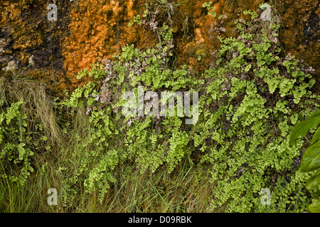 Tausend Farn (Venushaarfarns Capillus-Veneris) am heimischen Standort auf nassem Kalktuff am Anstey Cove, Torbay, Devon, England, UK Stockfoto