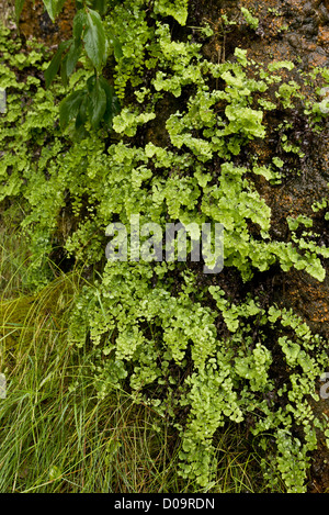 Tausend Farn (Venushaarfarns Capillus-Veneris) am heimischen Standort auf nassem Kalktuff am Anstey Cove, Torbay, Devon, England, UK Stockfoto