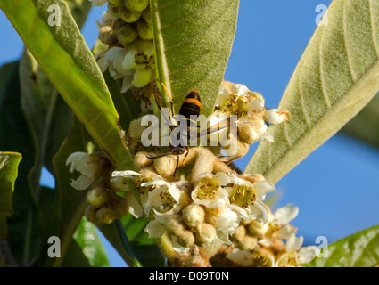 Asiatische räuberische Wespe (Vespa Velutina) auf Loquat Eriobotrya Japonica Blumen Stockfoto