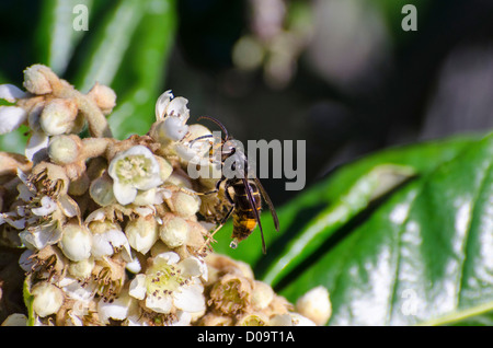 Asiatische räuberische Wespe (Vespa Velutina) auf Loquat Eriobotrya Japonica Blumen Stockfoto