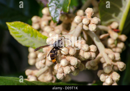 Asiatische räuberische Wespe (Vespa Velutina) auf Loquat Eriobotrya Japonica Blumen Stockfoto